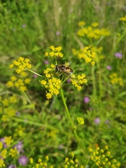 Eristalis arbustorum