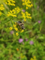 Eristalis arbustorum