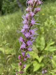 Liatris pycnostachya pycnostachya