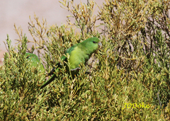 Psilopsiagon aurifrons