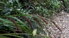 Carex forsteri