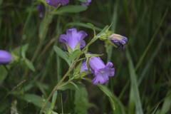Campanula medium