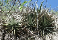 Hechtia lepidophylla