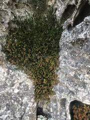 Erica depressa