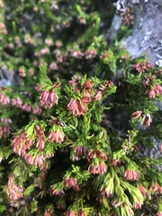 Erica depressa