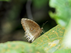 Elymnias panthera