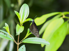 Euploea mulciber mulciber