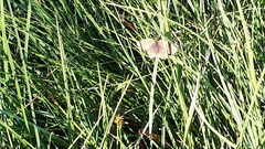 Erebia epiphron