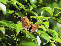 Junonia hedonia ida