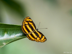 Lasippa tiga siaka