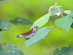 Lebadea martha parkeri