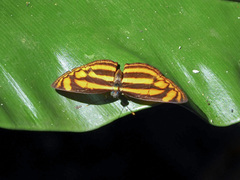 Lasippa tiga siaka