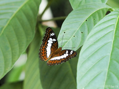 Moduza procris milonia