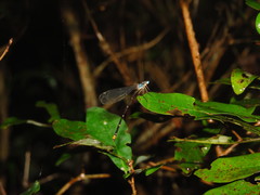 Coeliccia flavicauda