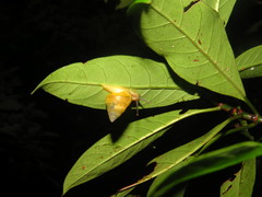 Satsuma