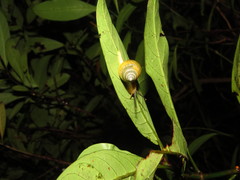 Satsuma