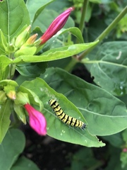 Alypiodes bimaculata