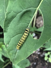 Alypiodes bimaculata