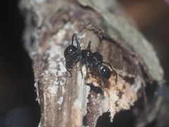 Myrmarachne lambirensis