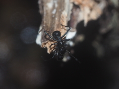 Myrmarachne lambirensis