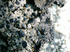 Umbilicaria hyperborea hyperborea