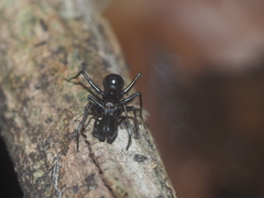 Myrmarachne lambirensis