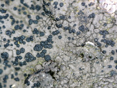 Umbilicaria hyperborea hyperborea