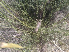 Euphydryas desfontainii