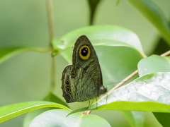 Ypthima baldus newboldi