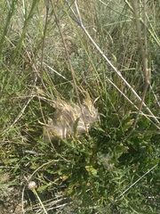 Euphydryas desfontainii