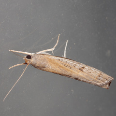 Fissicrambus hemiochrellus