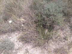 Euphydryas desfontainii