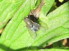 Xenocalliphora