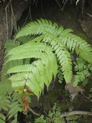 Pleocnemia conjugata