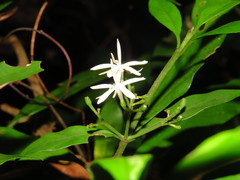 Tarenna gracilipes