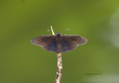 Ephyriades brunnea
