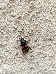 Nicrophorus interruptus