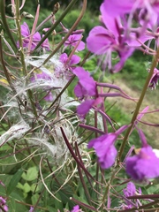 Chamaenerion angustifolium