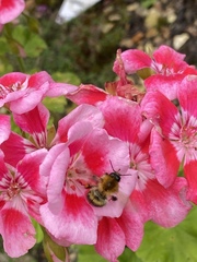 Bombus
