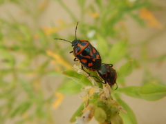 Eurydema herbacea