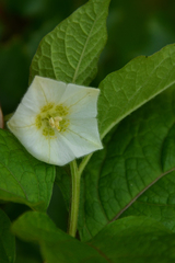 Alkekengi officinarum