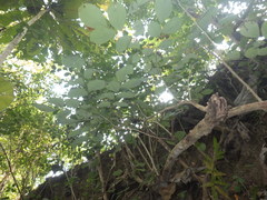 Dalbergia latifolia