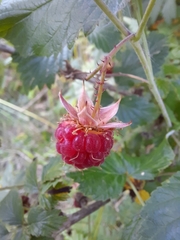 Rubus idaeus