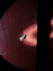 Acompsia cinerella
