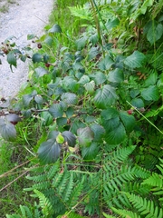 Rubus idaeus