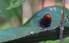 Paralaxita damajanti