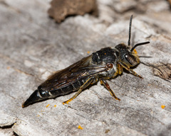 Coelioxys alternatus