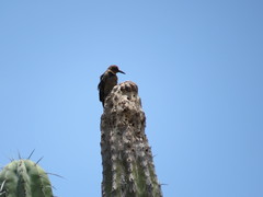 Melanerpes hypopolius