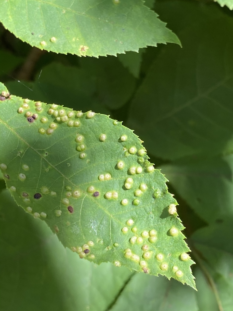 Phylloxera caryaesemen