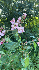 Impatiens glandulifera
